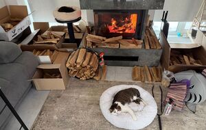 Досвідчені господарі порадили заздалегідь подбати про зберігання дров