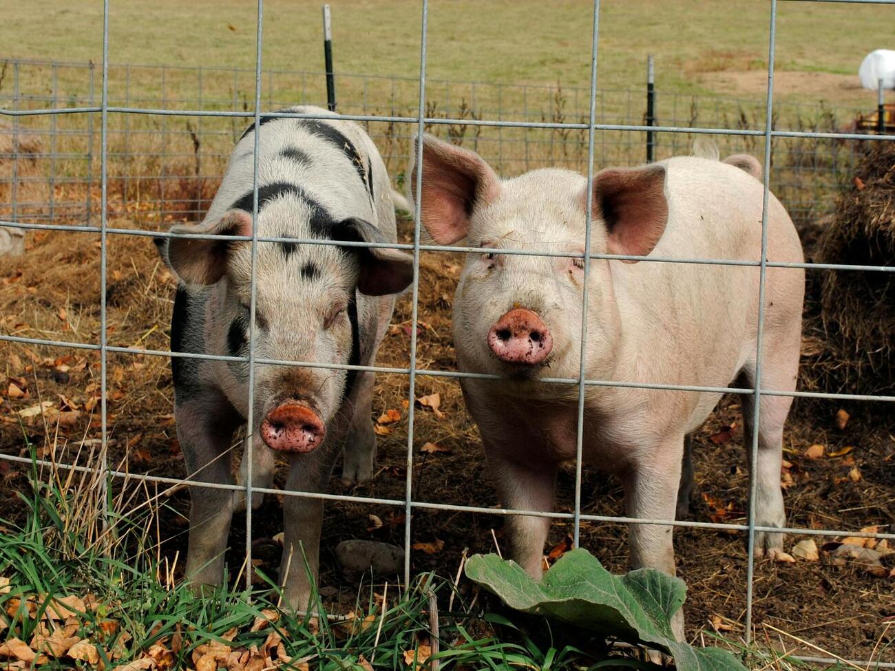 Через інцидент із перевезенням свиней фермеру загрожує адміністративне покарання й відшкодування збитків за пошкоджене електрообладнання