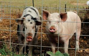Через інцидент із перевезенням свиней фермеру загрожує адміністративне покарання й відшкодування збитків за пошкоджене електрообладнання
