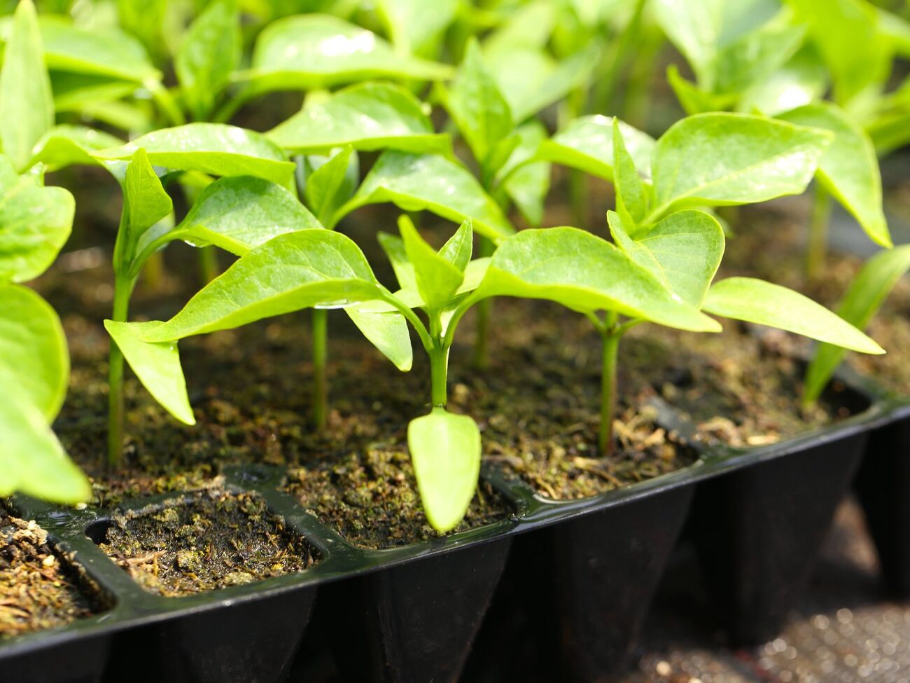 Лучше всего начать выращивать в феврале баклажаны, перцы, помидоры и капусту