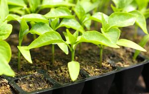 Лучше всего начать выращивать в феврале баклажаны, перцы, помидоры и капусту