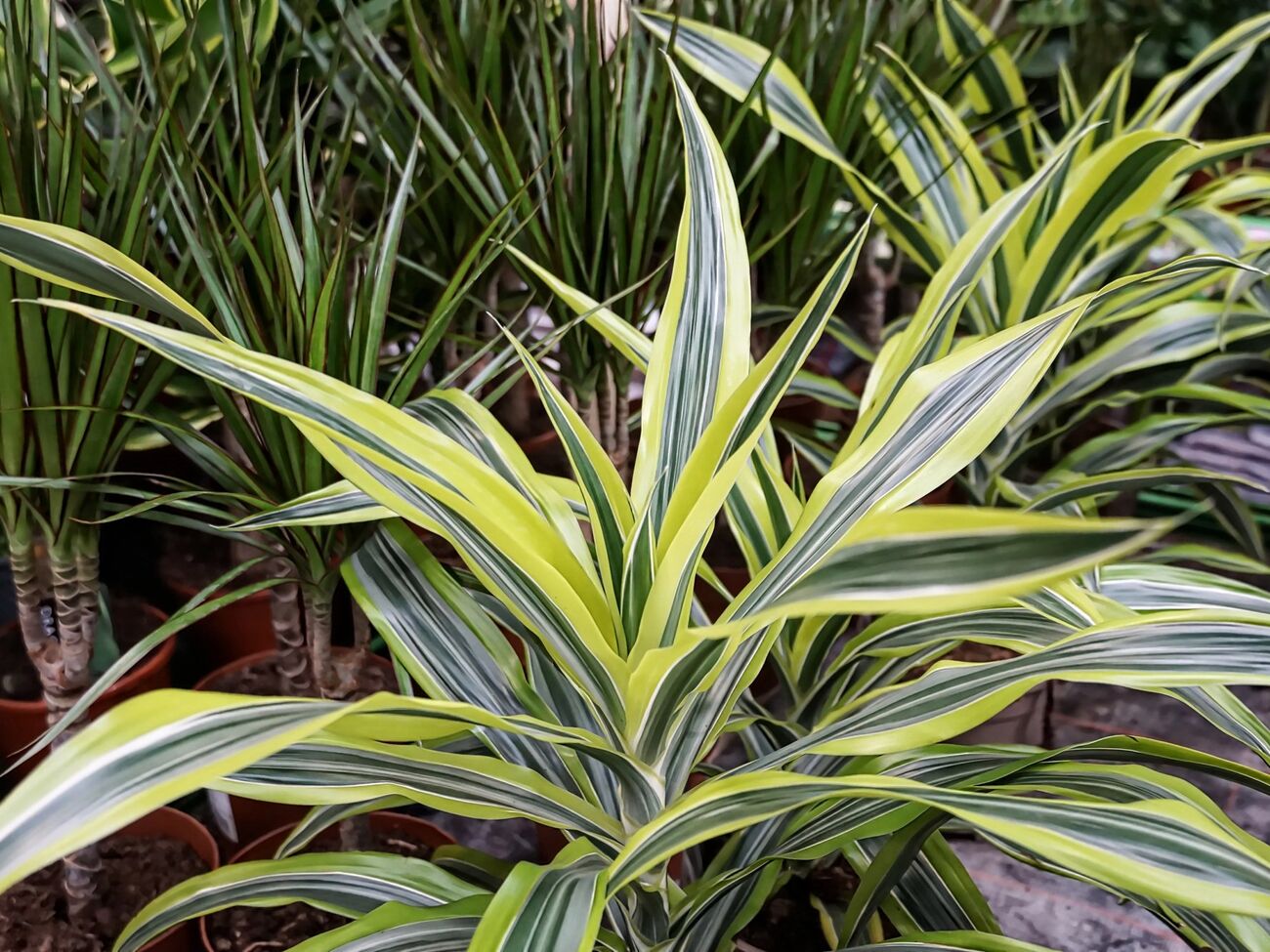 Драцена является одним из наименее прихотливых растений