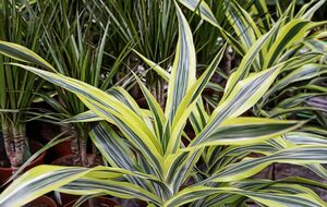 Драцена является одним из наименее прихотливых растений