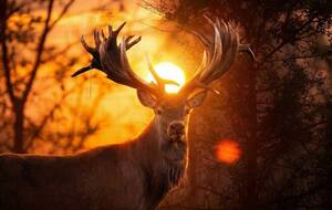 Роги оленя могли принести Україні "Гран-прі"