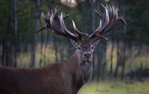 За словами власника ферми, Руні вбили пострілом із вікна автомобіля