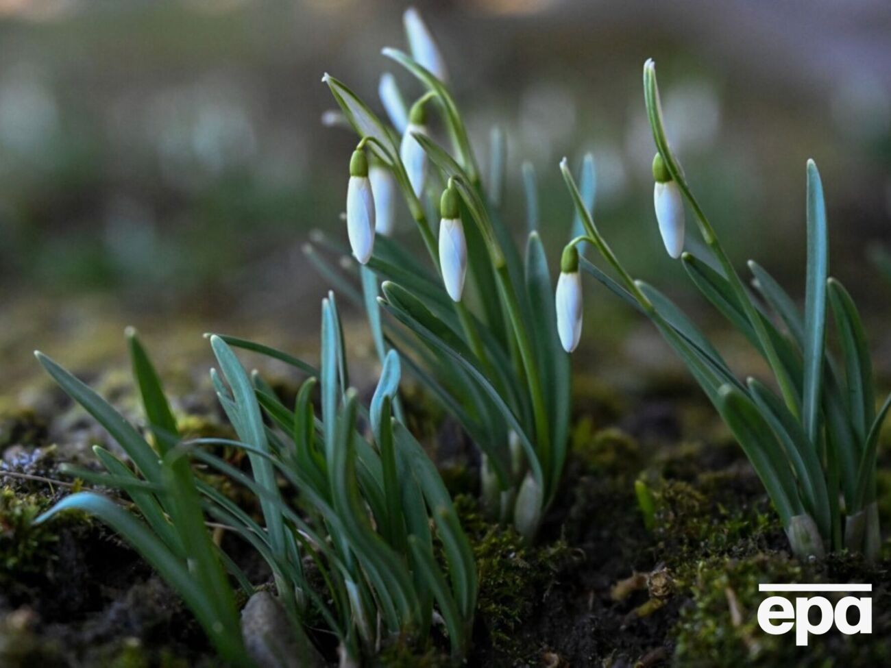 Температура повітря вночі коливатиметься в межах +1...-4 °С