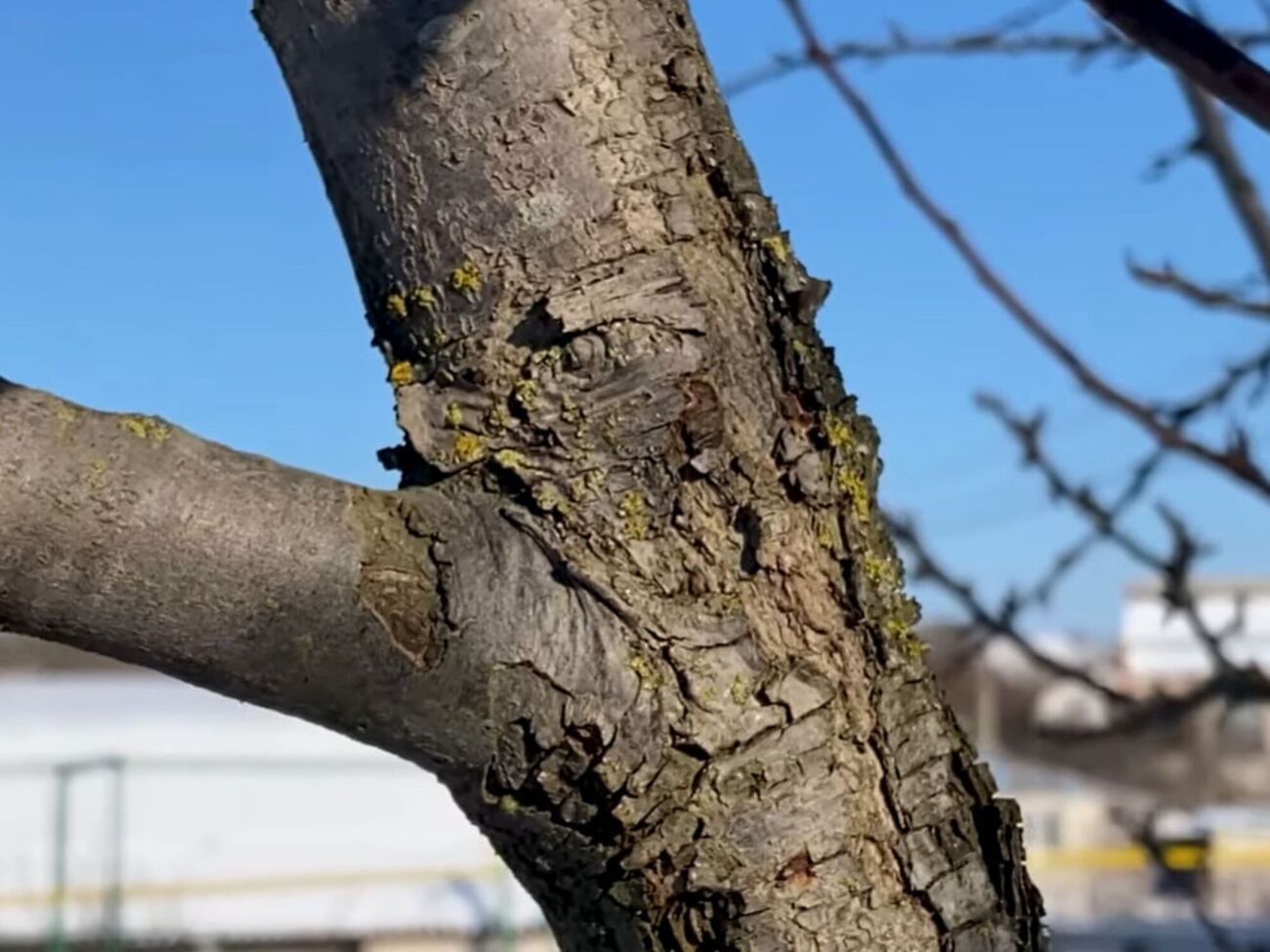 Головна причина появи наростів – неправильне обрізання саду або його повна відсутність