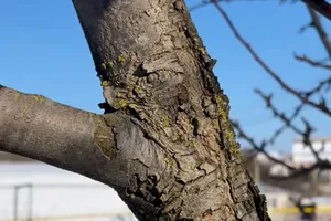 Головна причина появи наростів – неправильне обрізання саду або його повна відсутність