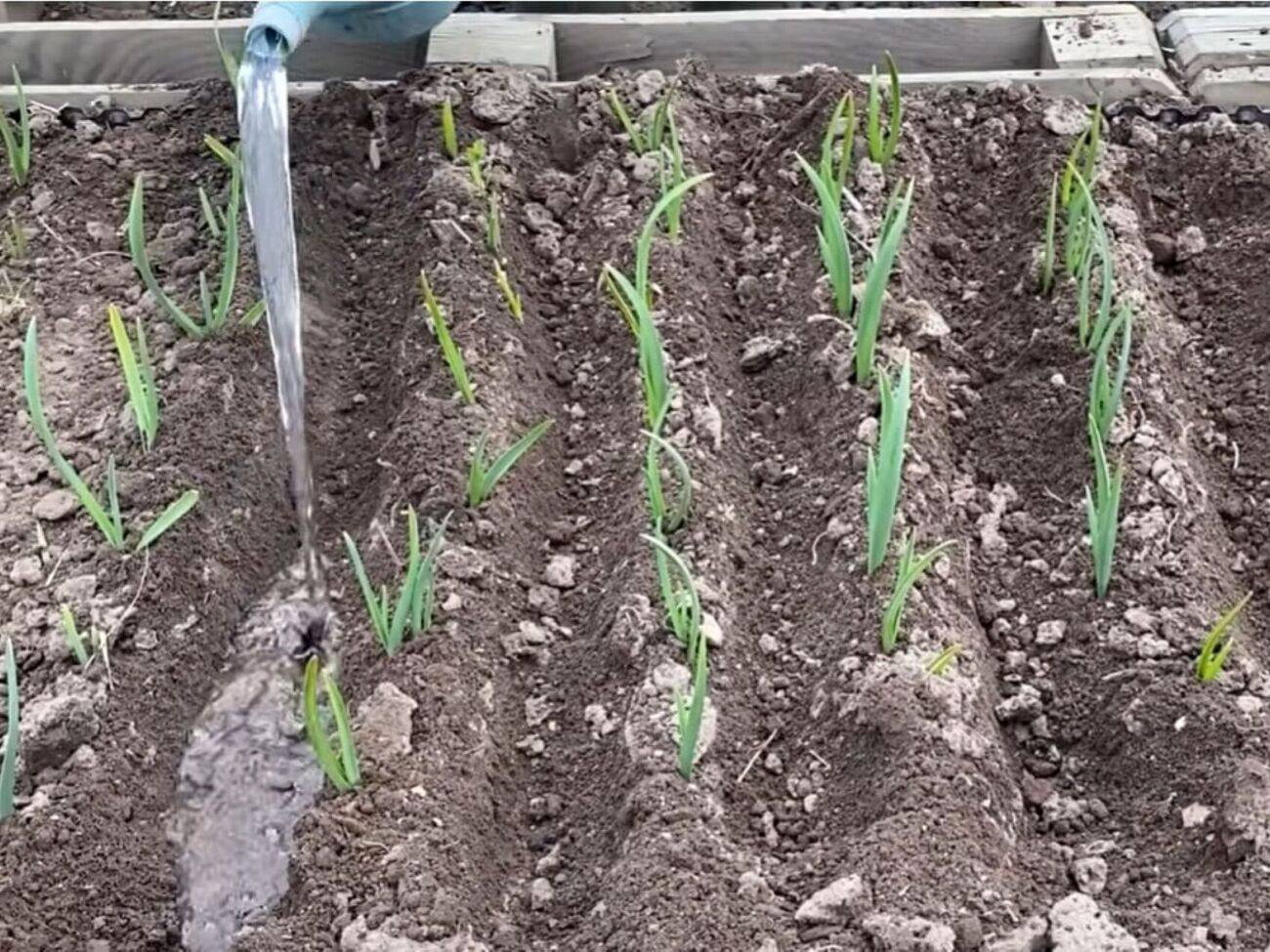 Нельзя поливать чеснок раствором селитры по листве