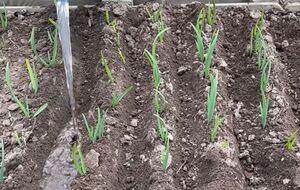 Нельзя поливать чеснок раствором селитры по листве