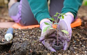 Перед посадкой нужно обработать почву