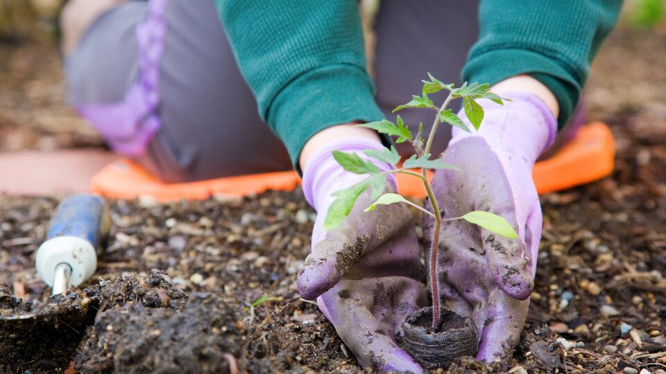 Перед посадкой нужно обработать почву
