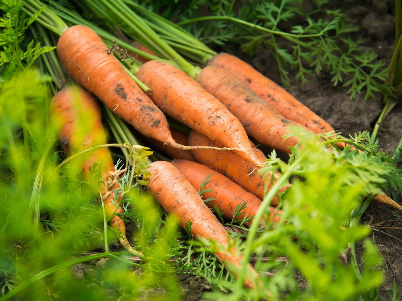 Моркву висівають на глибину до 2 см, відстань між рядками має бути приблизно 20 см