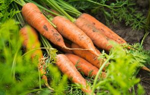 Моркву висівають на глибину до 2 см, відстань між рядками має бути приблизно 20 см