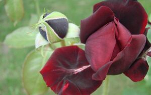 Розы могут стать слабыми после суровой зимы