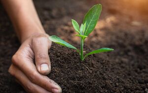 Підживлення треба використовувати обережно