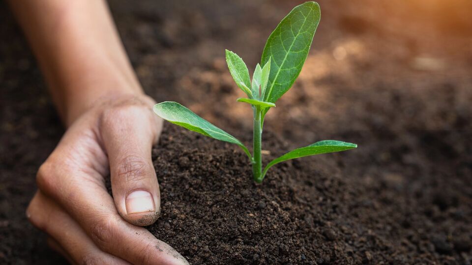 Подкормку нужно использовать осторожно
