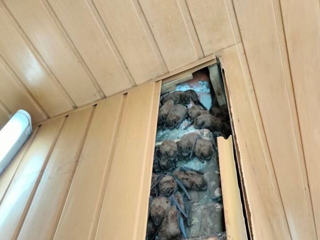 Летучих мышей передали в специализированный центр