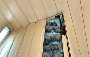 Летучих мышей передали в специализированный центр