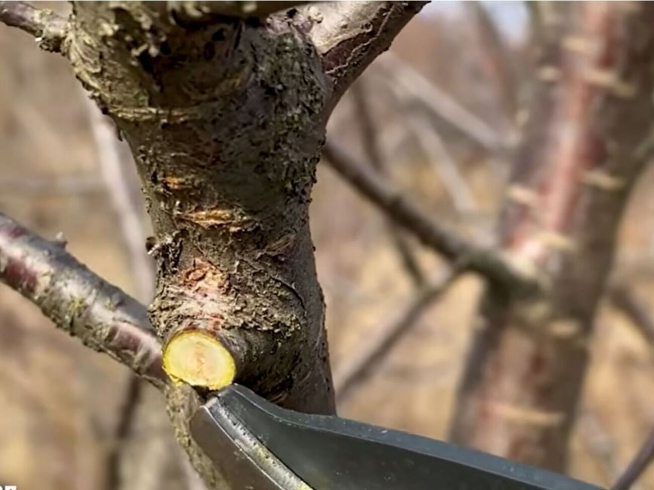 Использование неправильных средств для замазки может погубить дерево
