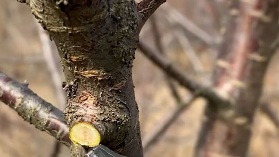 Использование неправильных средств для замазки может погубить дерево