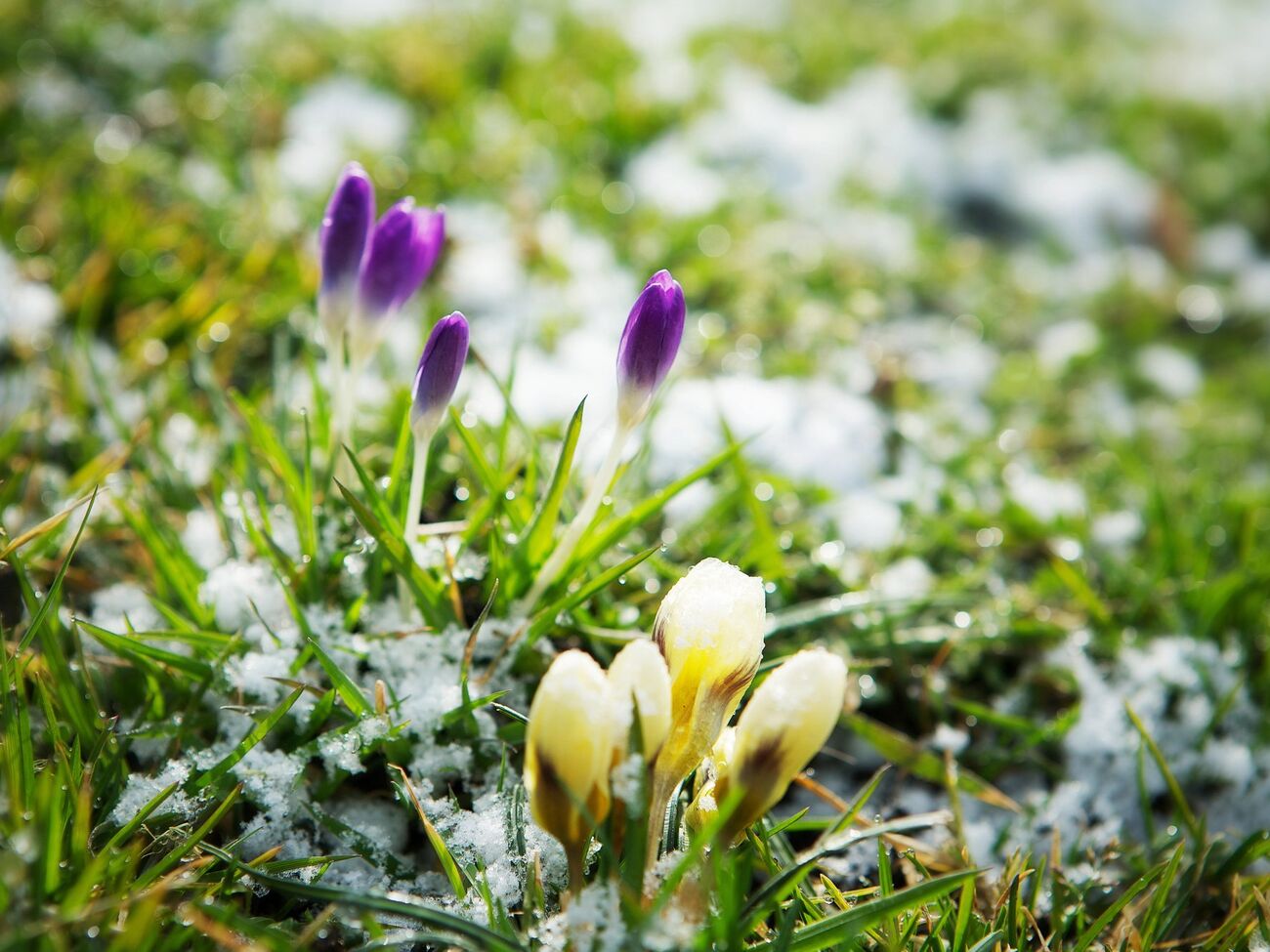Дожди и мокрый снег прогнозируют преимущественно в западных, северных и частично восточных областях Украины