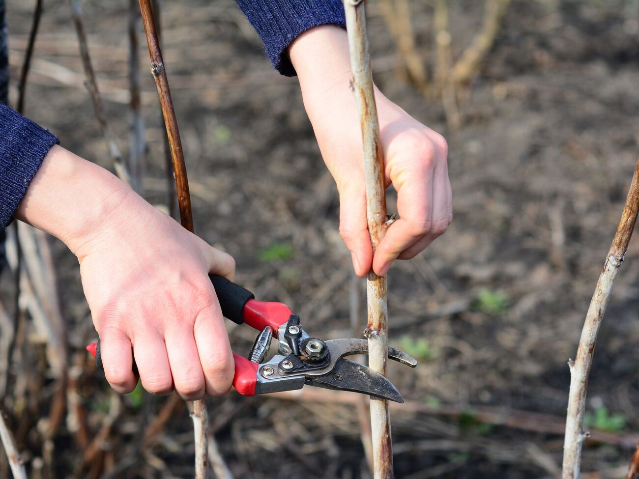 Малину обрезают при определенных условиях