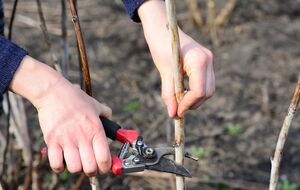 Малину обрезают при определенных условиях
