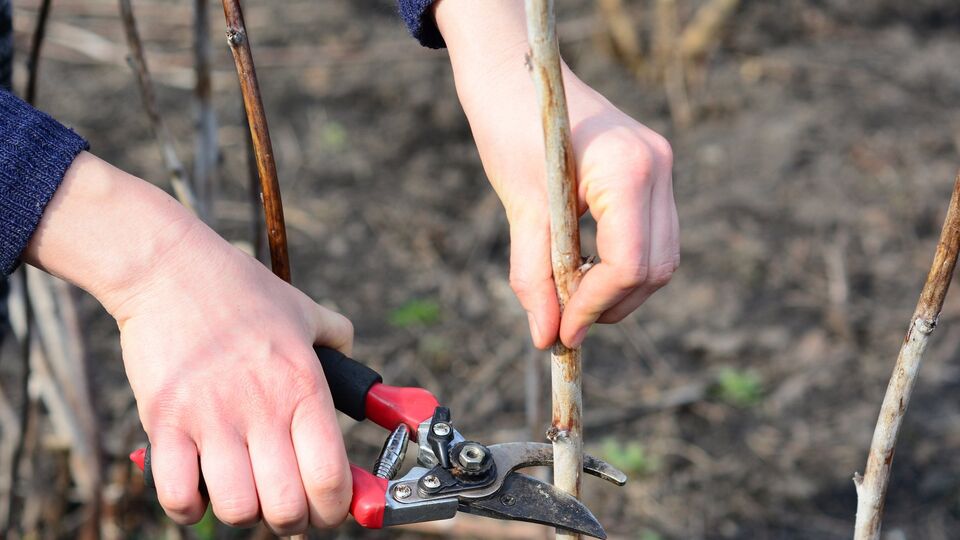 Малину обрезают при определенных условиях