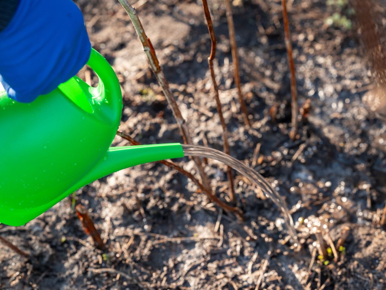 Куст поливают под корень