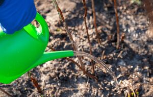 Куст поливают под корень