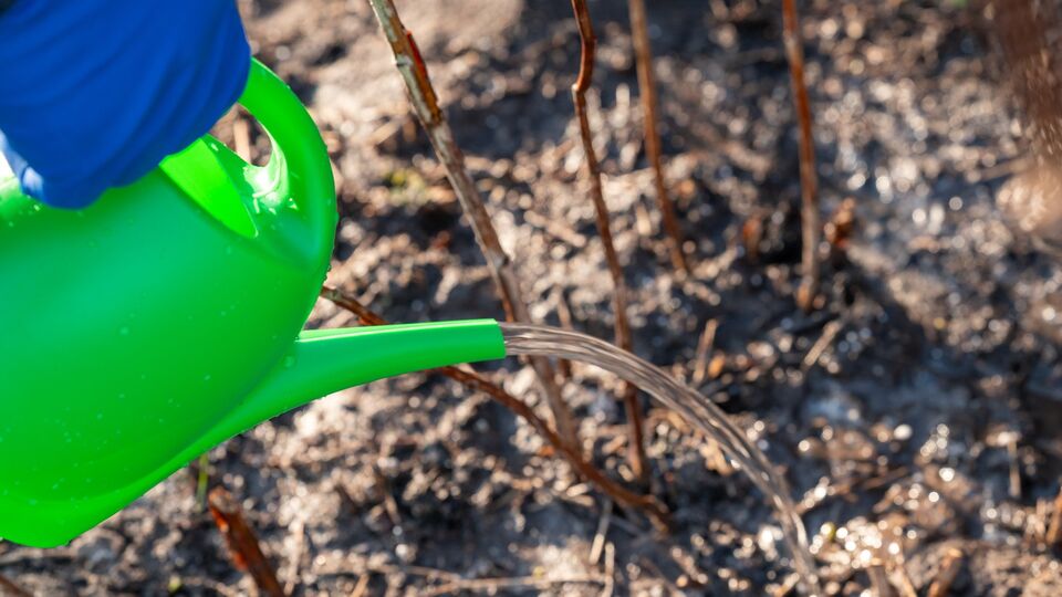 Куст поливают под корень