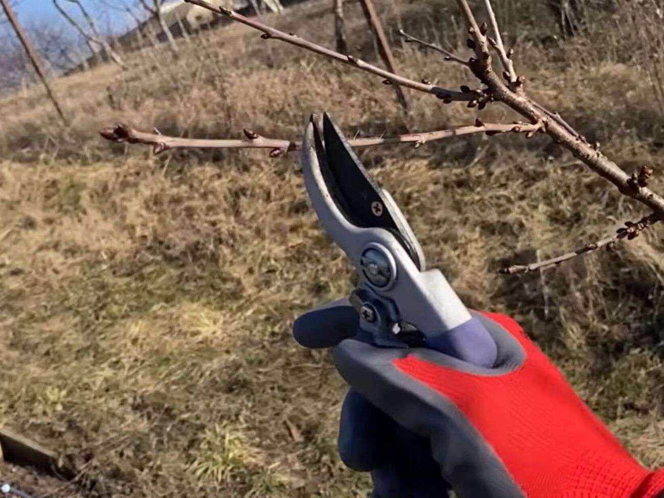 Сразу после обрезки дерево необходимо опрыскать бордоской смесью