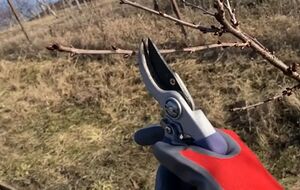 Сразу после обрезки дерево необходимо опрыскать бордоской смесью