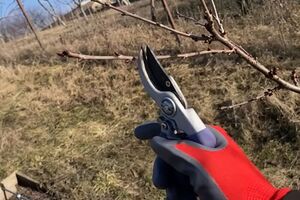 Одразу після обрізання дерево треба обприскати бордоською сумішшю