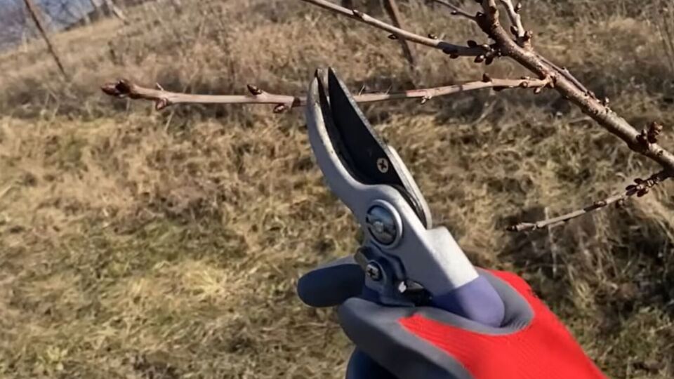 Сразу после обрезки дерево необходимо опрыскать бордоской смесью