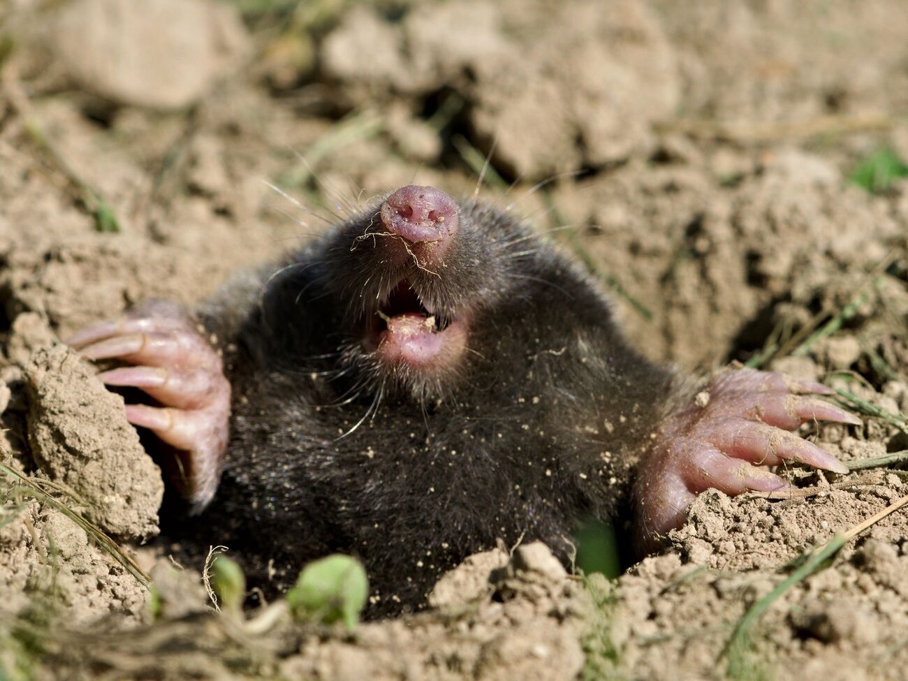 Кроти не терплять різких ароматів