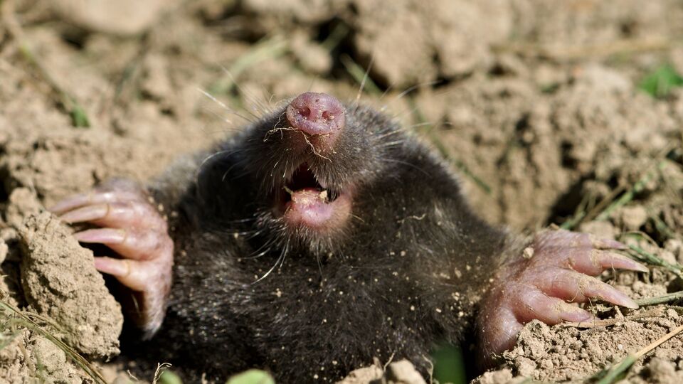 Кроты не терпят резких ароматов