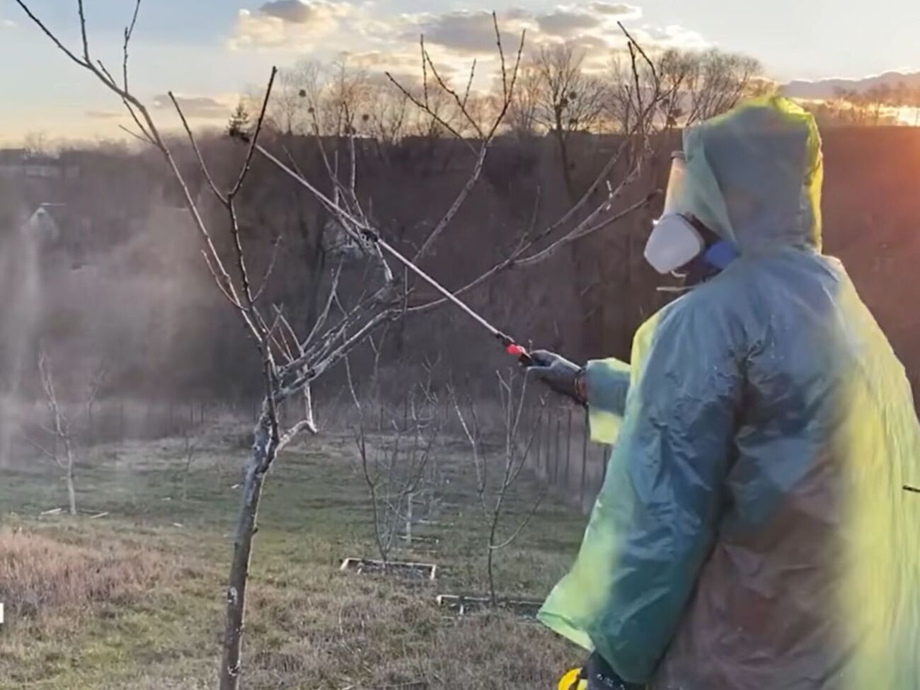 После обработки деревья должны быть полностью мокрыми