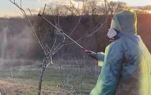 После обработки деревья должны быть полностью мокрыми