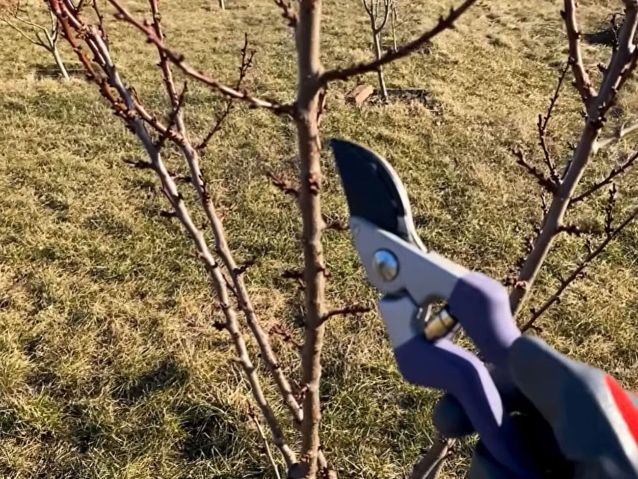 Обрезка сада весной 2026 года закладывает урожай на 2027 год