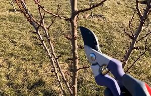 Обрезка сада весной 2026 года закладывает урожай на 2027 год