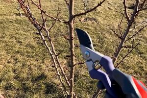 Обрізування саду навесні 2026 року закладає врожай на 2027 рік