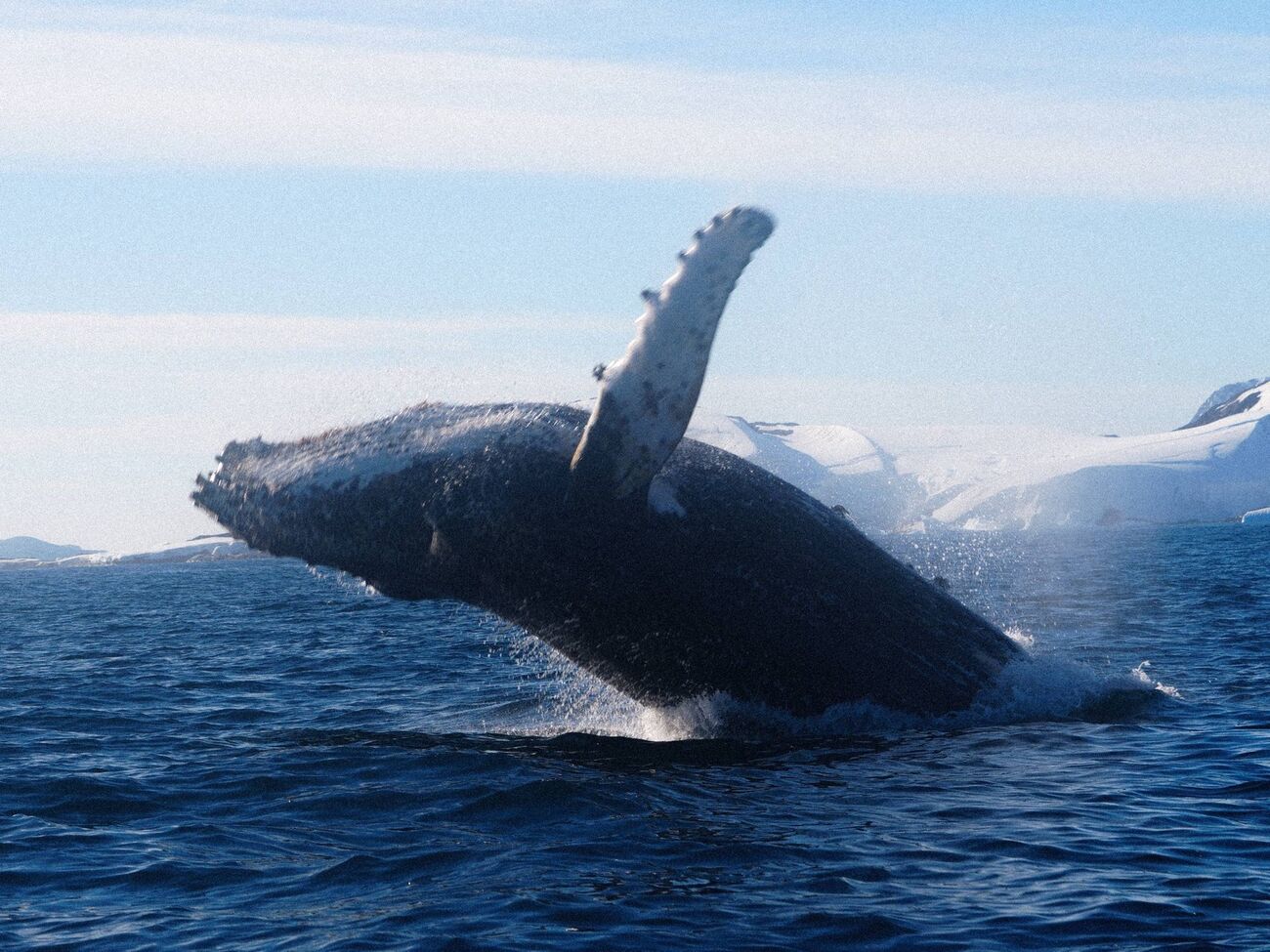Кит улаштував шоу зі стрибків на очах у полярників