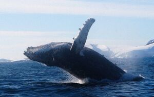 Кит улаштував шоу зі стрибків на очах у полярників