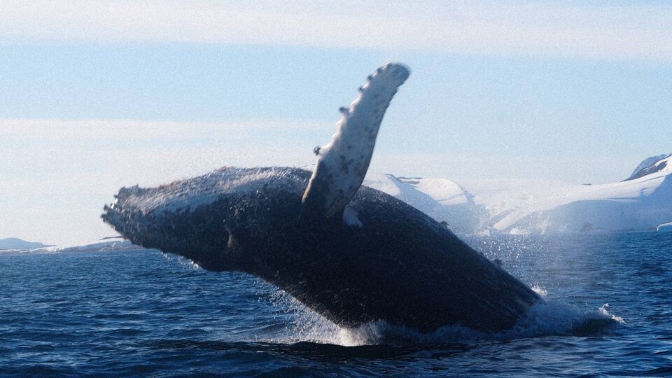 Кит устроил шоу из прыжков на глазах полярников