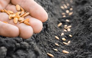 Семена могут быть пригодны для посева, даже если залежались