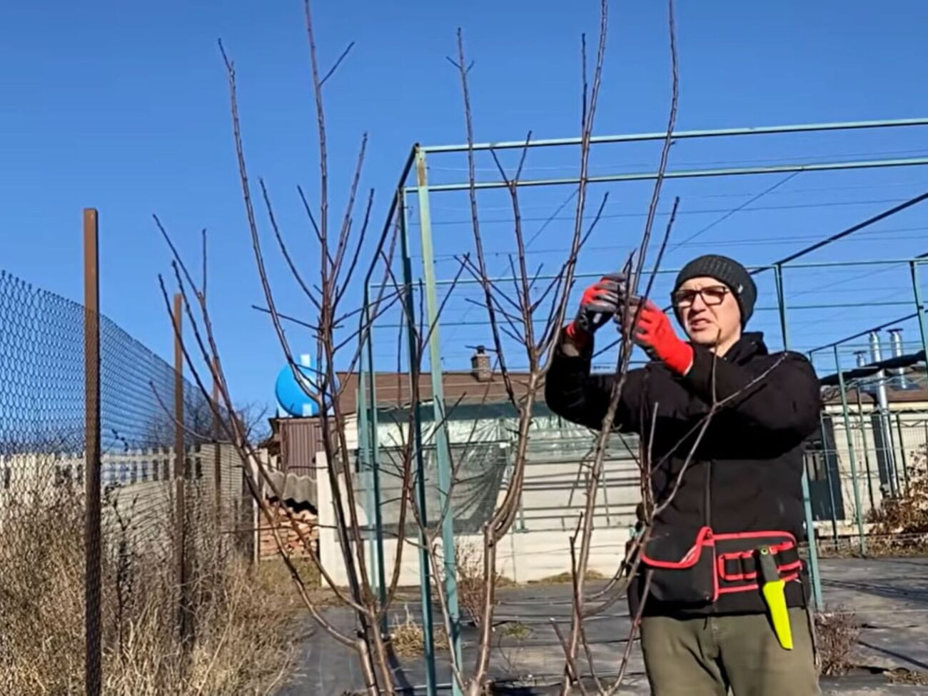 Без обрезки  дерево просто "гонит" вертикальные ветки вверх, на которых почти не закладываются плоды