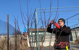 Без обрезки дерево просто "гонит" вертикальные ветки вверх, на которых почти не закладываются плоды