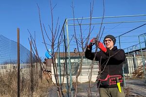 Без обрізання дерево просто "жене" вертикальні гілки вгору, на яких майже не закладаються плоди